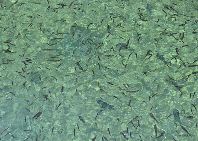 海釣り好きに絶対におすすめのアプリ