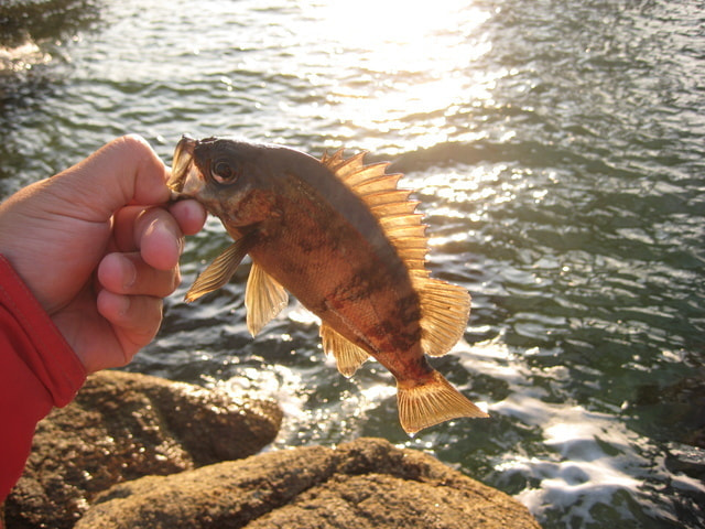 メバリング＋サビキを検証