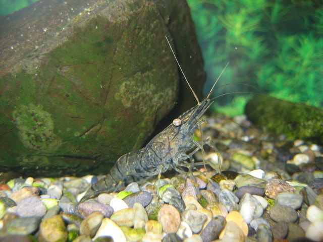 シラサエビ(スジエビ)