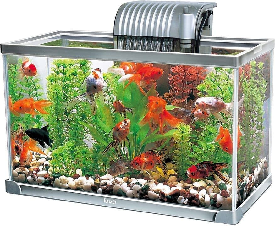 スジエビ(シラサエビ)は釣れる？釣れない？検証してみました