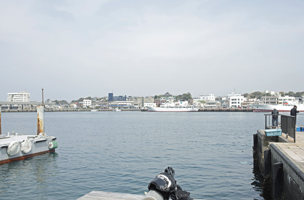 城ヶ島アジング