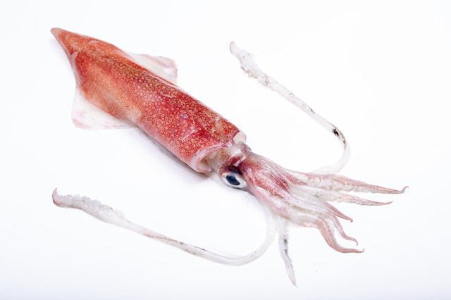 油壷(小網代) イカ釣り マルイカ