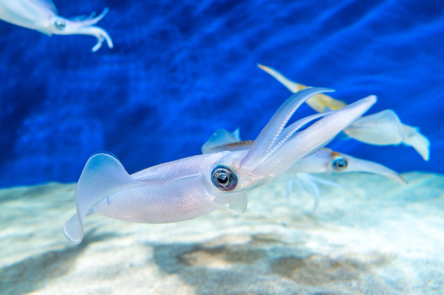 剱崎 エギング イカ釣り