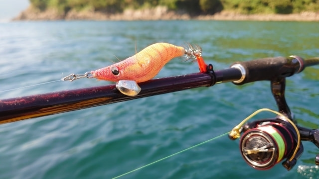 三崎港 エギング