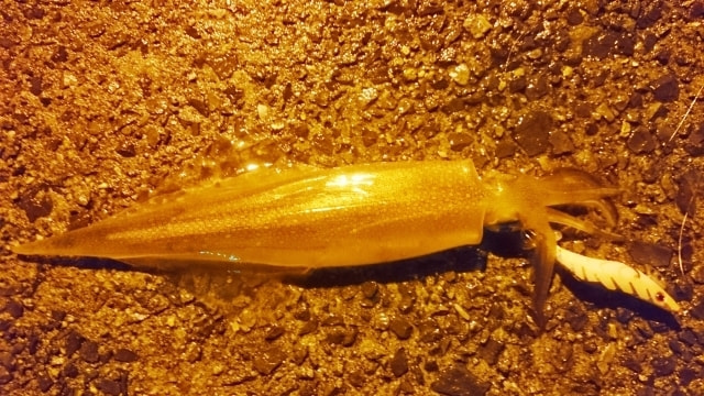 三崎港 イカ釣り ヤリイカ