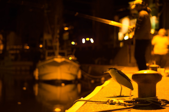 陸っぱりでティップランエギング