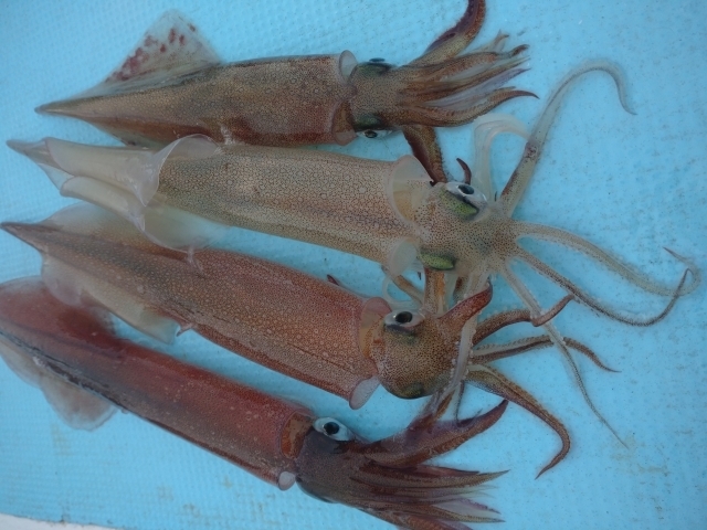 ヤリイカ・三崎港エギングの最盛期