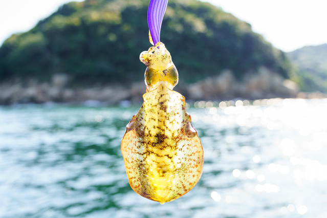 陸っぱり(堤防)でティップランエギング