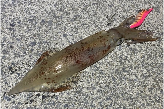 エギングでヤリイカを釣る必勝法(三浦半島、三崎港、城ヶ島)