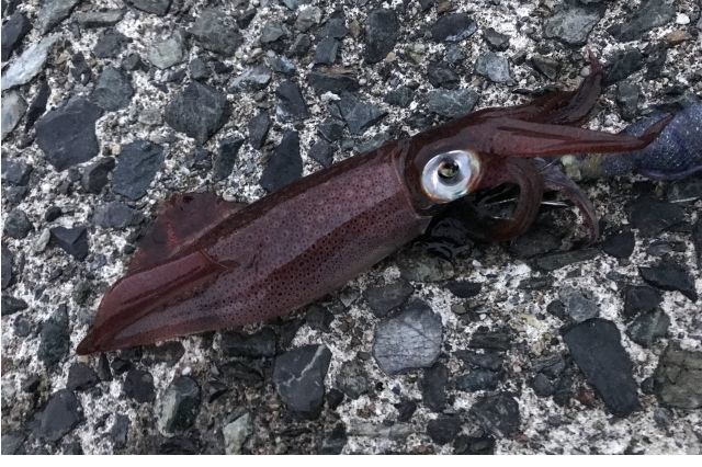 エギングでケンサキイカを釣る 三浦半島、三崎港、城ヶ島