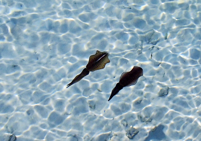 ただ巻きエギングは釣れる！やり方、スピード、向いてるエギ