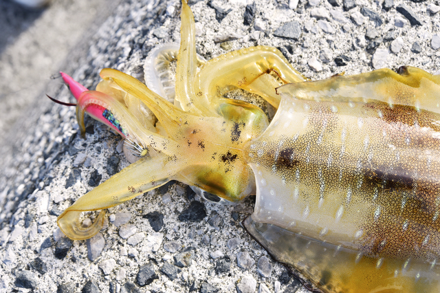 エギをロストさせない