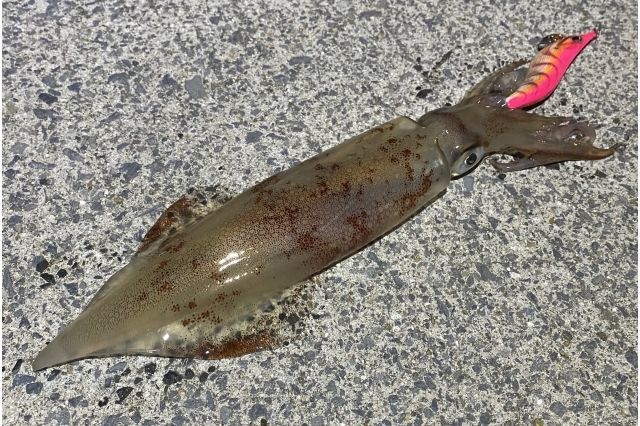 エギングでヤリイカを釣る必勝法(三浦半島、三崎港、城ヶ島)