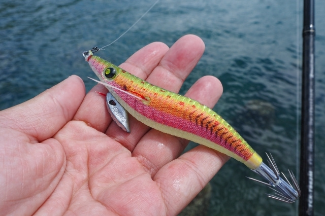 エギはシャロータイプとシンカーを使い狙うとイカが釣れます