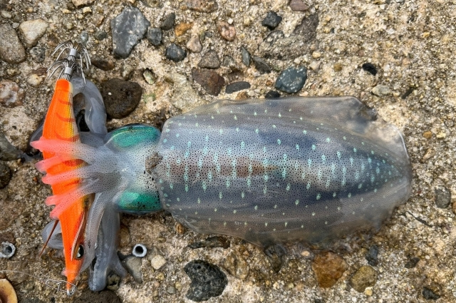 秋イカエギング