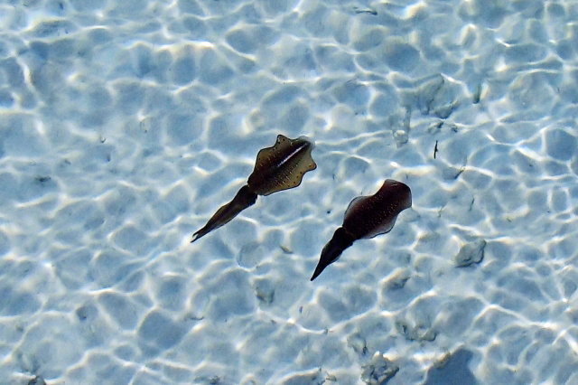 釣れるけどロストしない桐製のエギを販売しています