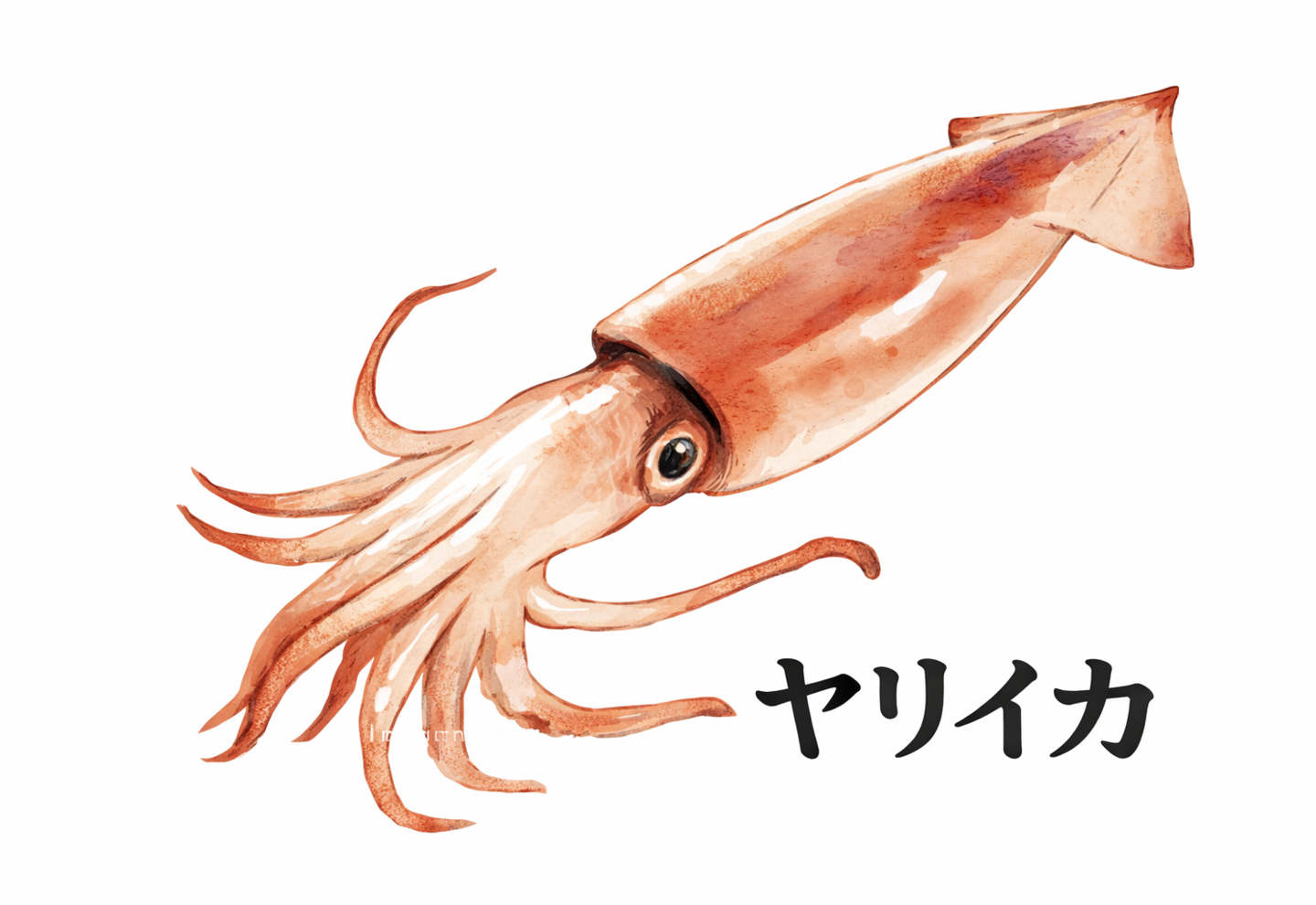 ヤリイカのイラスト